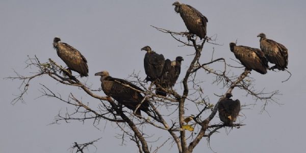 गिद्ध गणना (फाइल फोटो) गिद्ध गणना (फाइल फोटो)