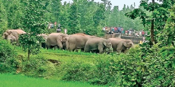 फाइल फोटो -  विचरण करते हुए हाथियों का दल
