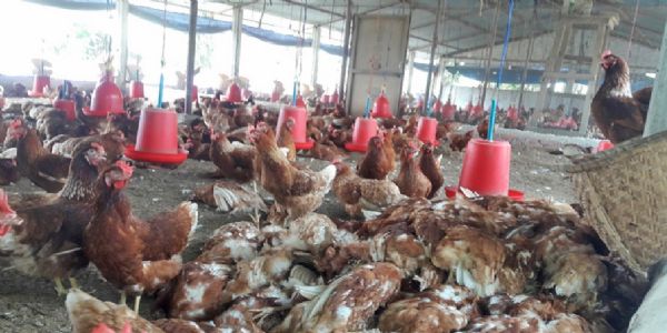 काठमांडू में बर्ड फ्लू फैलने वाला पोल्ट्री फार्म काठमांडू में बर्ड फ्लू फैलने वाला पोल्ट्री फार्म