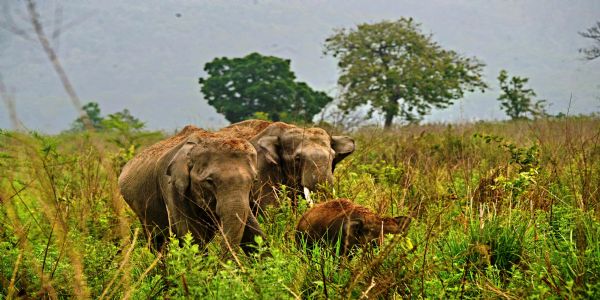 जिम कॉर्बेट पार्क में हाथी। जिम कॉर्बेट पार्क में हाथी।