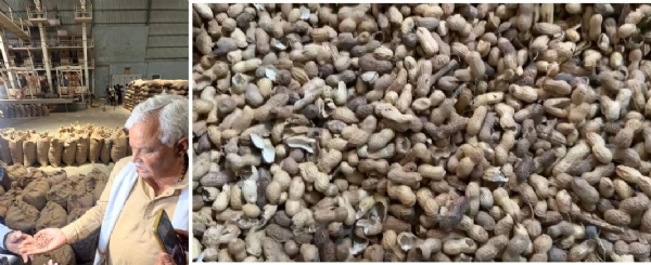 बीज माफियाओं पर किरोड़ी का बड़ा प्रहार: चौमूं में नकली मूंगफली बीज फैक्ट्री का भंडाफोड़ बीज माफियाओं पर किरोड़ी का बड़ा प्रहार: चौमूं में नकली मूंगफली बीज फैक्ट्री का भंडाफोड़