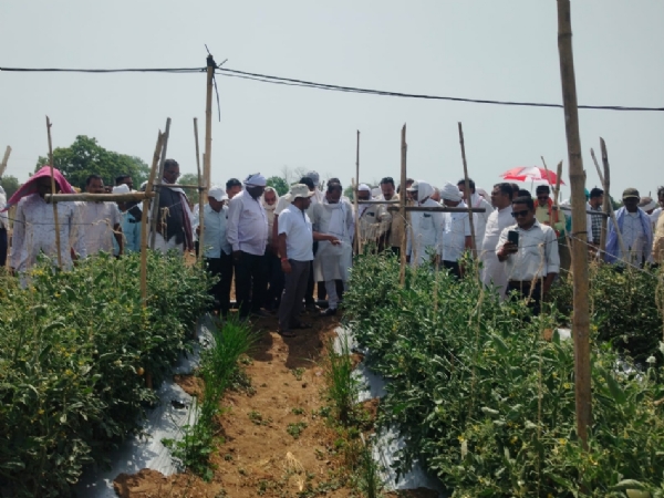 टमाटर खेती की आधुनिक तकनीक का अवलोकन करते किसान एवं साहू समाज के लोग। टमाटर खेती की आधुनिक तकनीक का अवलोकन करते किसान एवं साहू समाज के लोग।
