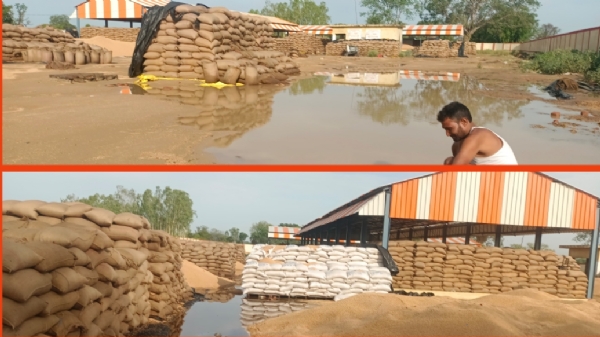 बरसात से क्रय केन्द्र में  किसानों काभीगा गेहूं