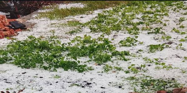 ओलावृष्टि से उत्तरकाशी में बागवानी को नुकसान, किसान चिंतित