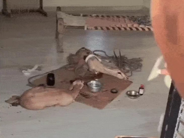 घायल घायल
