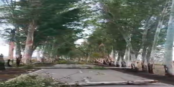 जींद : तूफान व बारिश से टूटे पेड़ व गिरे बिजली के पोल