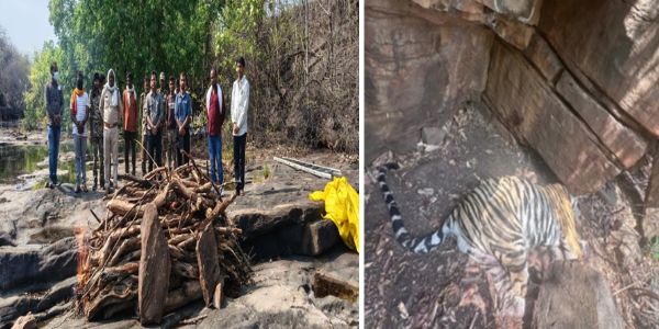 पन्ना: आपसी संघर्ष में बाघ की मौत, रेस्क्यू के 9 दिन बाद तोड़ा दम