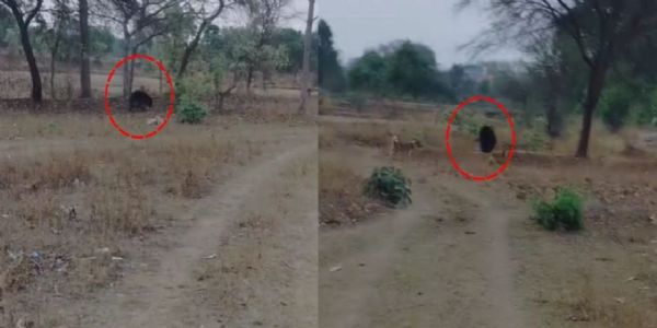 जांजगीर चांपा : जंगल से गांव में घुस आया भालू, ग्रामीणों में दहशत का माहौल, वन विभाग अलर्ट