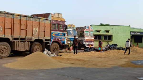 श्यामतराई कृषि उपज मंंडी में धान सुखाते हुए किसान।