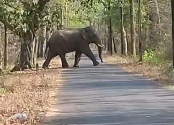 सड़क पार करता हाथी।