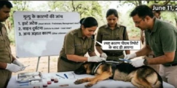 कूनो के जर्मन शेफर्ड की पोस्टमार्टम की तस्वीर कूनो के जर्मन शेफर्ड की पोस्टमार्टम की तस्वीर