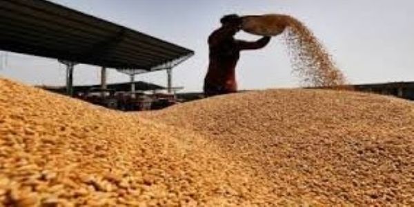 एफसीआई गोदाम से 960 क्विंटल गेहूं बांग्लादेश भेजने की थी तैयारी, खाद्य मंत्री ने दिए जांच के निर्देश