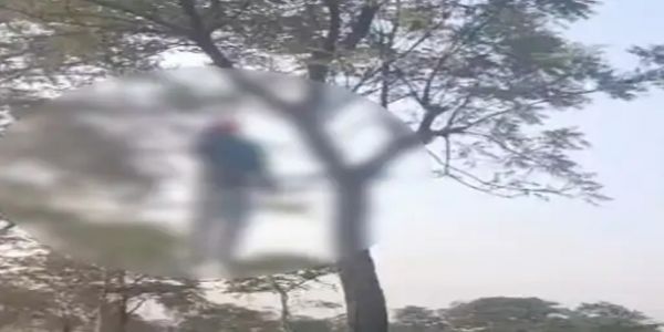 जांजगीर-चांपा में युवक का शव पेड़ पर लटका मिला, पुलिस जांच जारी