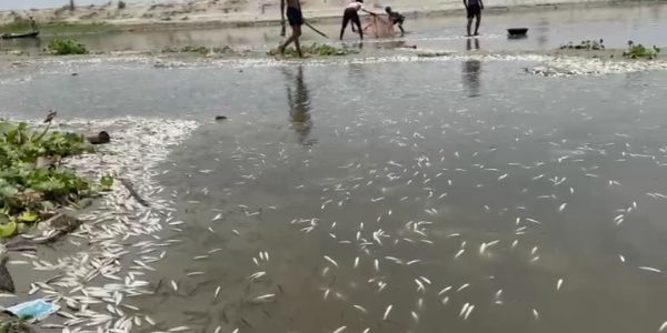गंगा में हजारों मछलियों की मौत से हड़कंप, प्रदूषण और केमिकलयुक्त पानी पर उठे सवाल