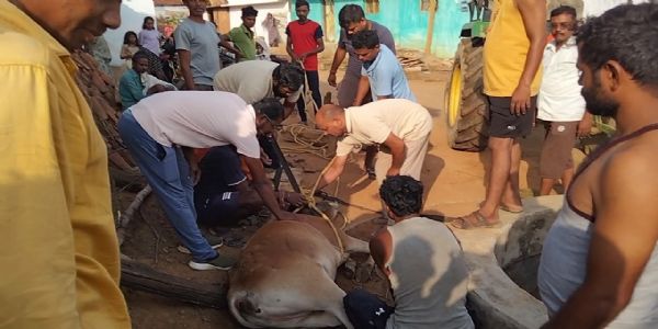 गोरेगांव में 25 फीट गहरे सूखे कुएं में गिरी गाय, ग्रामीणों के किया रेस्क्यू