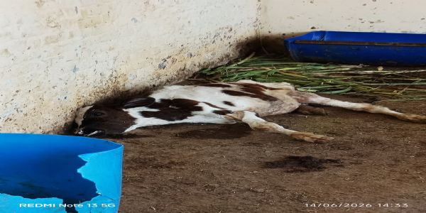 बैराज रोड स्थित गौशाला में गौ माता की दुर्दशा का आरोप, कार्यवाही की मांग