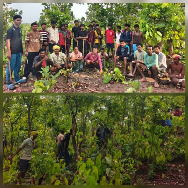 नेतानार में युवाओं ने श्रमदान कर हटाई क्रोमोलेना खरपतवार, रोपे जाएंगे उपयोगी पौधे नेतानार में युवाओं ने श्रमदान कर हटाई क्रोमोलेना खरपतवार, रोपे जाएंगे उपयोगी पौधे