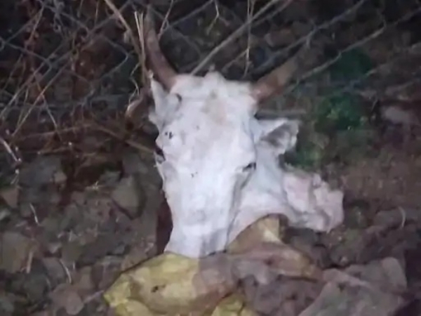 गौवंश के अवशेष मिलने से हड़कंप गौवंश के अवशेष मिलने से हड़कंप