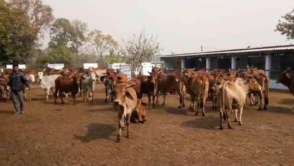 Gausala me gau Gausala me gau