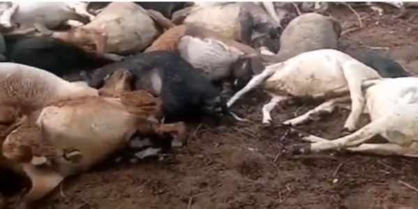 आकाशीय बिजली का कहर: 39 भेड़ और एक बकरी की मौत, चरवाहे को लाखों का नुकसान
