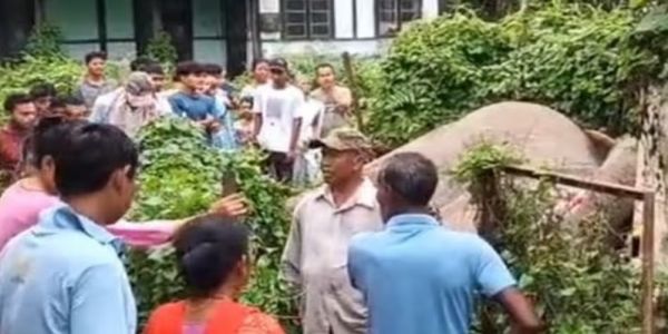 ट्रांसफॉर्मर के संपर्क में आने से जंगली हाथी की मौत