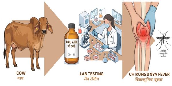 वैज्ञानिकों ने चिकनगुनिया के खिलाफ गौमूत्र अर्क में खोजे प्रभावी एंटीवायरल यौगिक