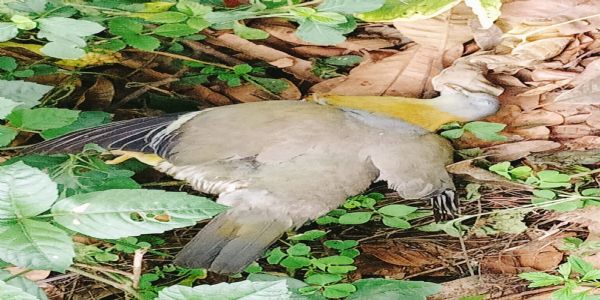 हरियल प्रजाति के पक्षी की रहस्यमयी मौत, जांच की मांग तेज