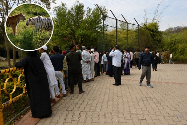 नाहरगढ़ जैविक उद्यान में उमड़ा पर्यटकों का सैलाब: व्हाइट टाइगर भीम और गोल्डन टाइग्रेस स्कंधी बने आकर्षण का केंद्र