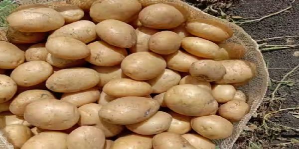 मप्रः इन्दौरी-मालवी आलू को जीआई टैग मिलने से निर्यात को मिला बढ़ावा