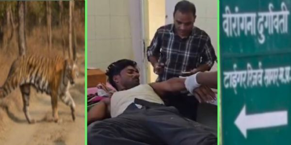 सागरः वीरांगना दुर्गावती टाइगर रिजर्व के पास बाघ का हमला, युवक गंभीर घायल; गांव में फैली दहशत