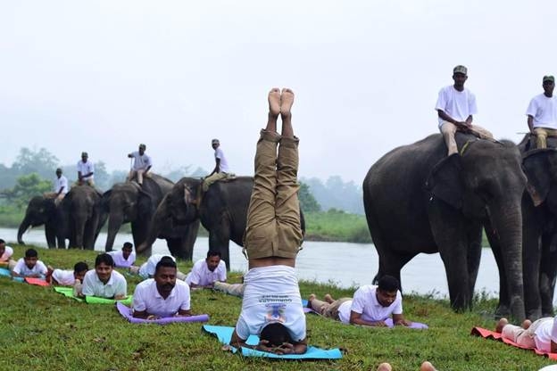 योग दिवस के मौके पर हाथियों के बीच योग करते लोग योग दिवस के मौके पर हाथियों के बीच योग करते लोग
