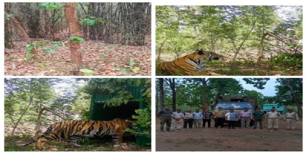 सिवनी की बाघिन पहुंची बांधवगढ़, बाड़े में रखा गया; जल्द खुले जंगल में छोड़े जाने की तैयारी