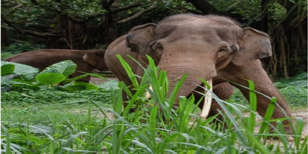 जंगली हाथी के हमले में ग्रामीण की मौत