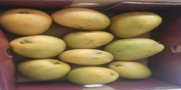 सिंगापुर भेजे गए आंध्रप्रदेश के आम