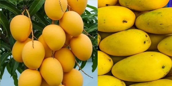 बंगनापल्ली आमों के लोगो का प्रतीकात्मक चित्र