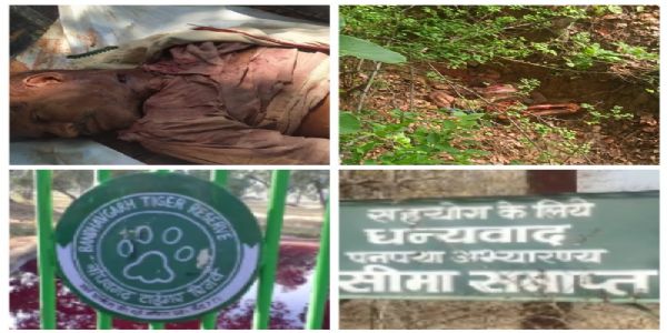 बांधवगढ़ में बाघ का आतंक जारी: महुआ बीनने गए ग्रामीण को बनाया शिकार, शव के पास बैठा रहा बाघ