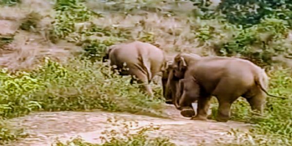 गांव में हाथियों का झुंड पहुंचने से ग्रामीणों में दहशत