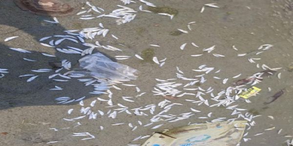 फर्रुखाबाद के पांचाल घाट में उतराती मिलीं सैकड़ाें मरी मछलियां