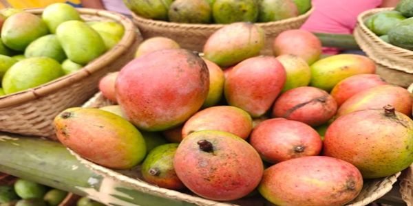 रीवा जिले का सुंदरजा आम (फाइल फोटो)