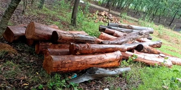 वन विभाग ने दो लाख की कीमत के अवैध साल की लकड़ी किया जब्त