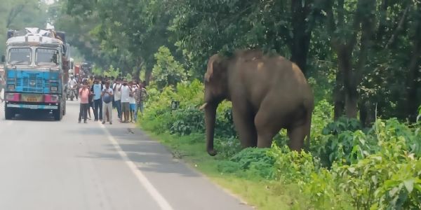 सड़क पर हाथी के आने से एक घंटे तक आवागमन बाधित