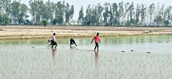धान रोपाई में लगे मजदूर।