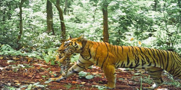 ओडिशातील सिमलीपाल जंगलात आपल्या शावकासह झिनत वाघिणी