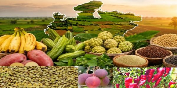 जीआई टैग मिलने वाली मप्र की उद्यानिकी फसलें (फाइल)
