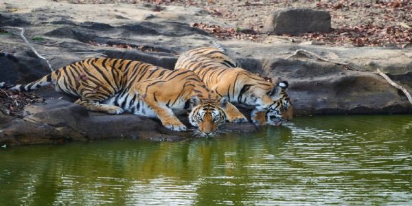 बांधवगढ़ टाइगर रिजर्व का कोर जोन पर्यटकों के लिए बंद, पर्यटन सत्र में पहुंचे 2.11 लाख से अधिक सैलानी