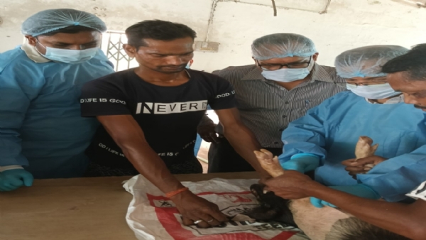 अफ्रीकन स्वाइन फीवर वैक्सीन ट्रायल