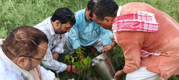 भाजपा ने तीन दिवसीय अभियान में लगाए 565 पौधे भाजपा ने तीन दिवसीय अभियान में लगाए 565 पौधे