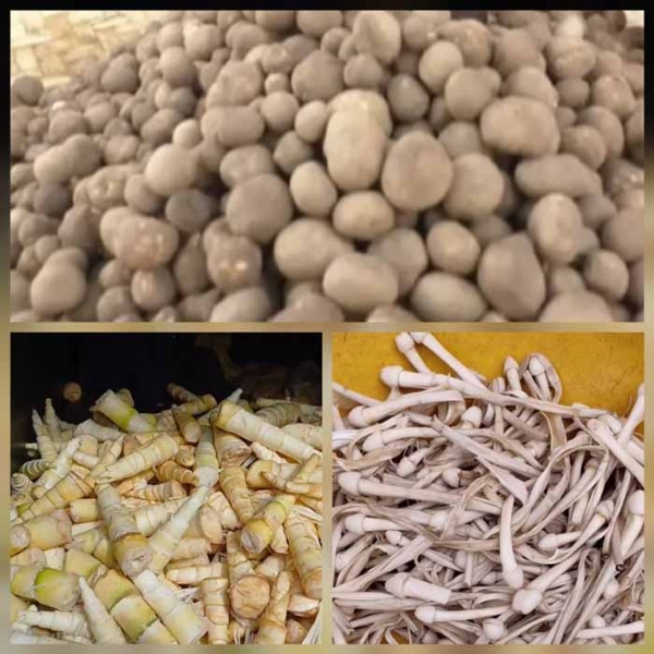 मानसून के साथ ही बस्तर की सबसे मंहंगी सब्जी फुटु (मशरूम), बोड़ा, बांस की करील मिलेगा मानसून के साथ ही बस्तर की सबसे मंहंगी सब्जी फुटु (मशरूम), बोड़ा, बांस की करील मिलेगा