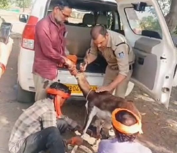 घायल हिरण शावक को रेस्क्यू करते हुए डायर 112 के जवान घायल हिरण शावक को रेस्क्यू करते हुए डायर 112 के जवान