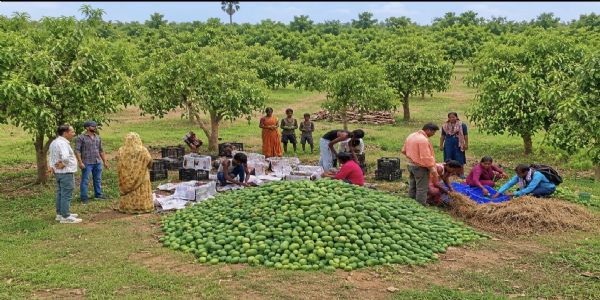 झारखंड के सिमडेगा जिले की महिला किसान उत्पादक कंपनी द्वारा उत्पादित 1.5 मीट्रिक टन आम्रपाली आमों की पहली वाणिज्यिक खेप को यूनाइटेड किंगडम के लिए रवाना करते अधिकारी। झारखंड के सिमडेगा जिले की महिला किसान उत्पादक कंपनी द्वारा उत्पादित 1.5 मीट्रिक टन आम्रपाली आमों की पहली वाणिज्यिक खेप को यूनाइटेड किंगडम के लिए रवाना करते अधिकारी।